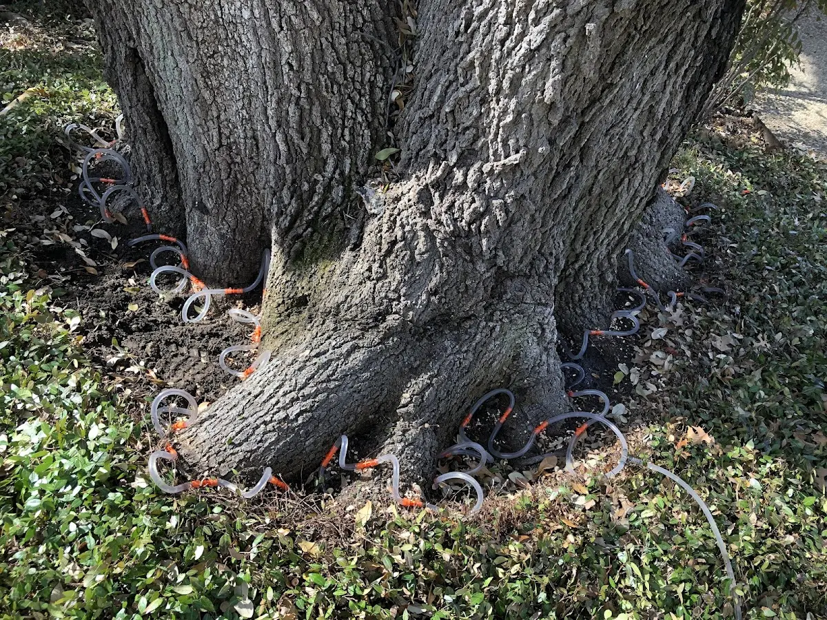 Detailed Tree Cabling and Bracing job site in Culdesac