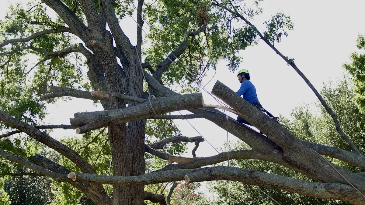 Professional Hazardous Tree Removal performed by certified arborists in Culdesac